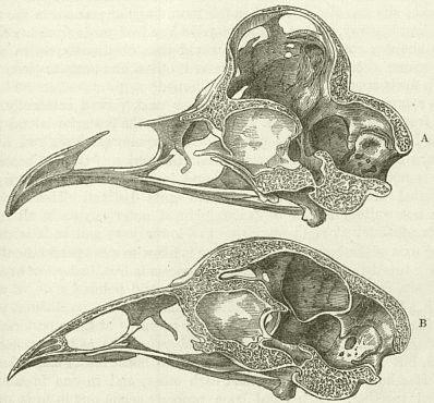 vaulted skull